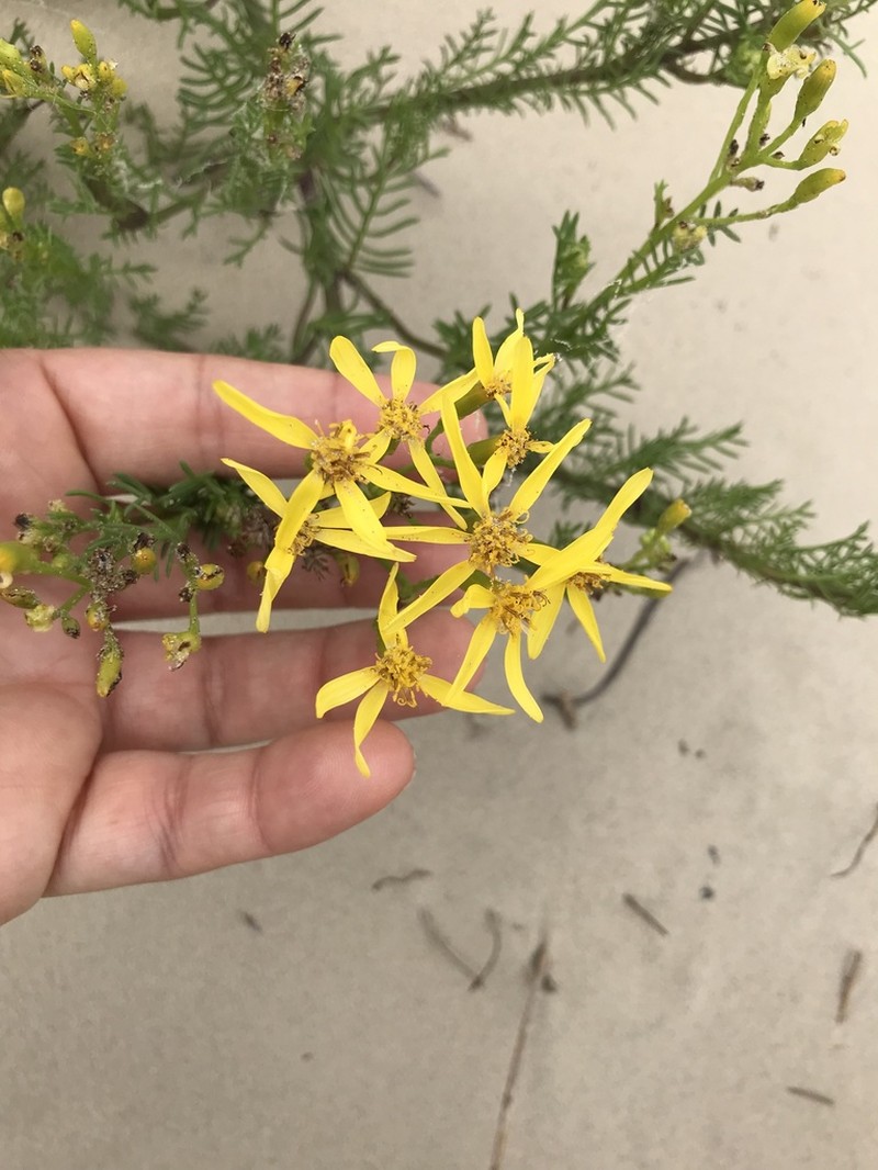 Senecio platensis photo 2