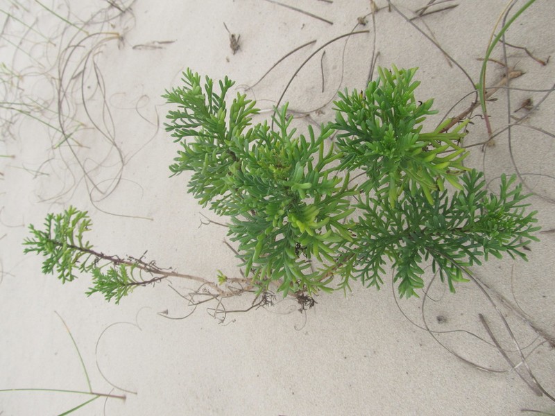 Senecio platensis photo 3