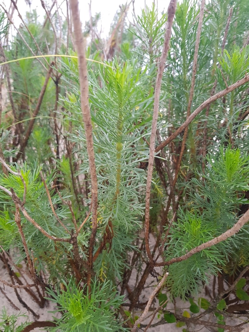 Senecio platensis photo 4