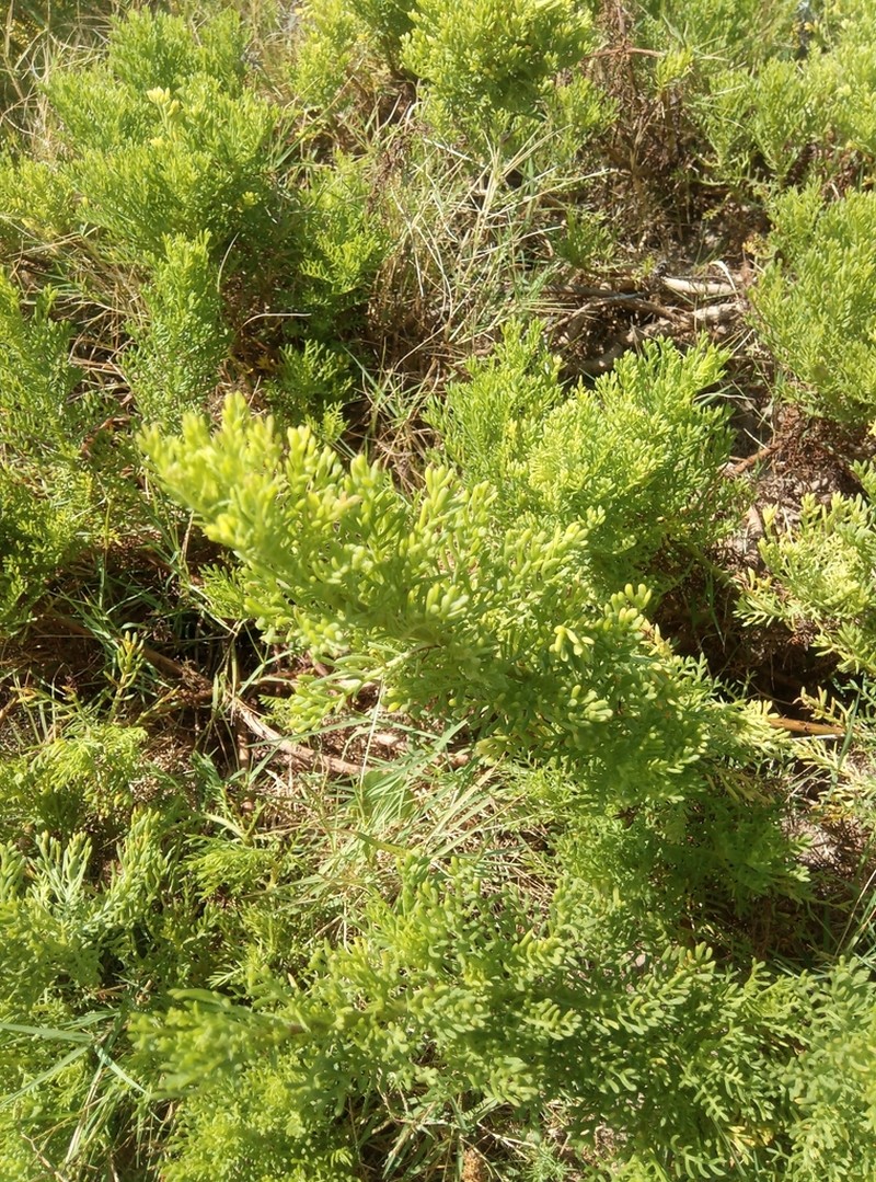 Senecio platensis photo 5