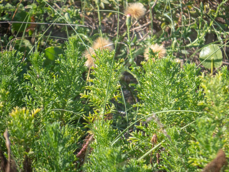 Senecio platensis photo 6
