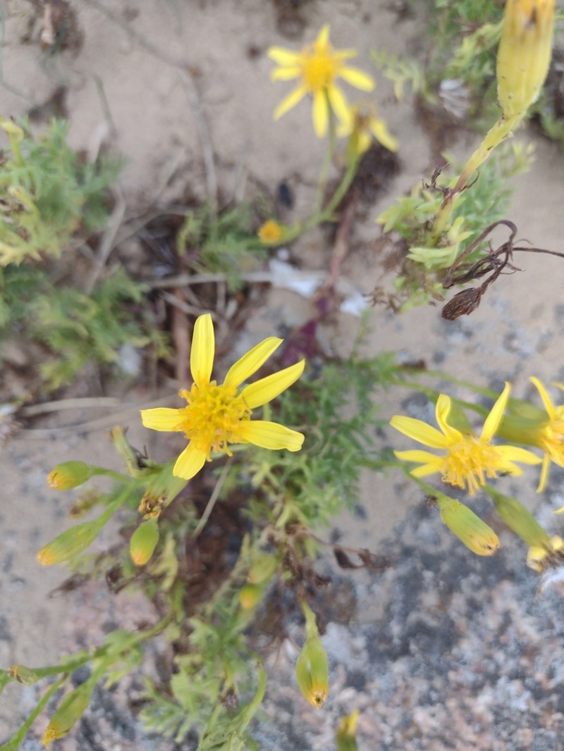 Senecio platensis photo 7