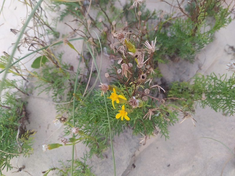 Senecio platensis photo 8