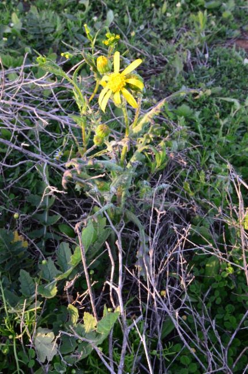 Senecio platylepis photo 2