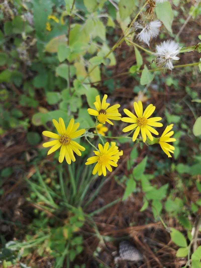 Senecio platypus