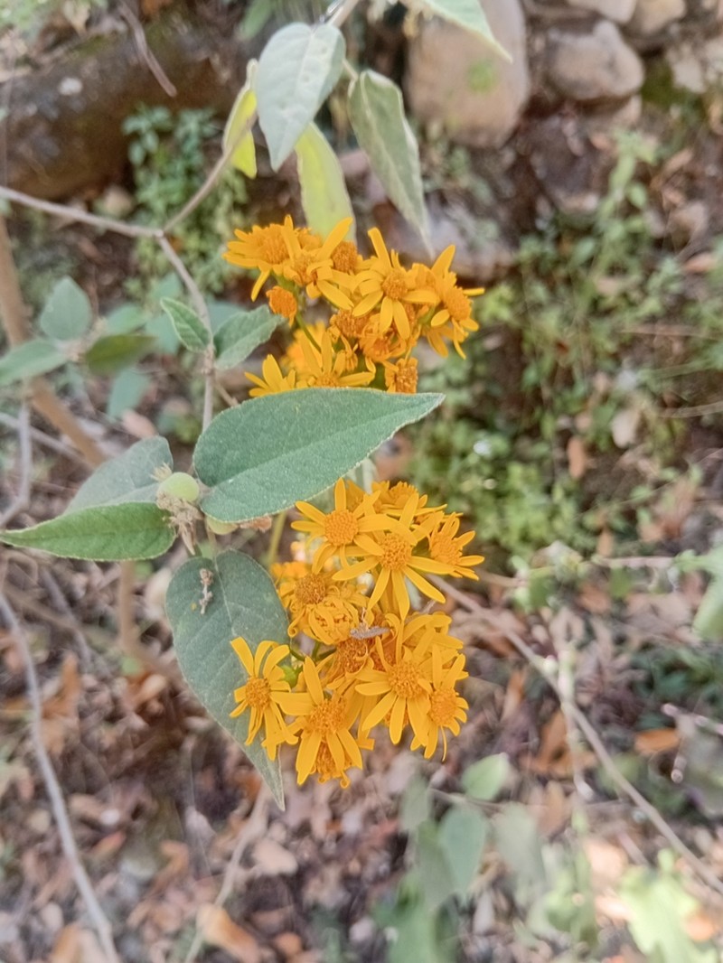 Senecio platypus photo 2