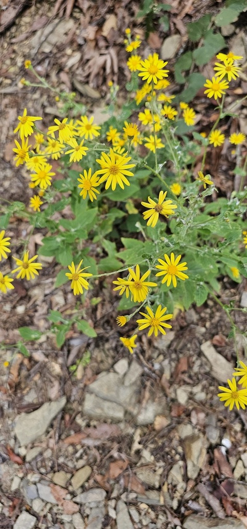 Senecio platypus photo 3