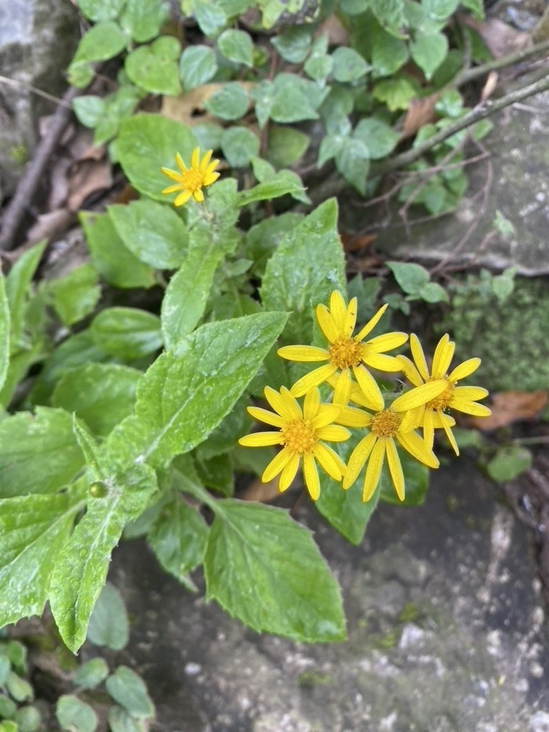 Senecio platypus photo 4