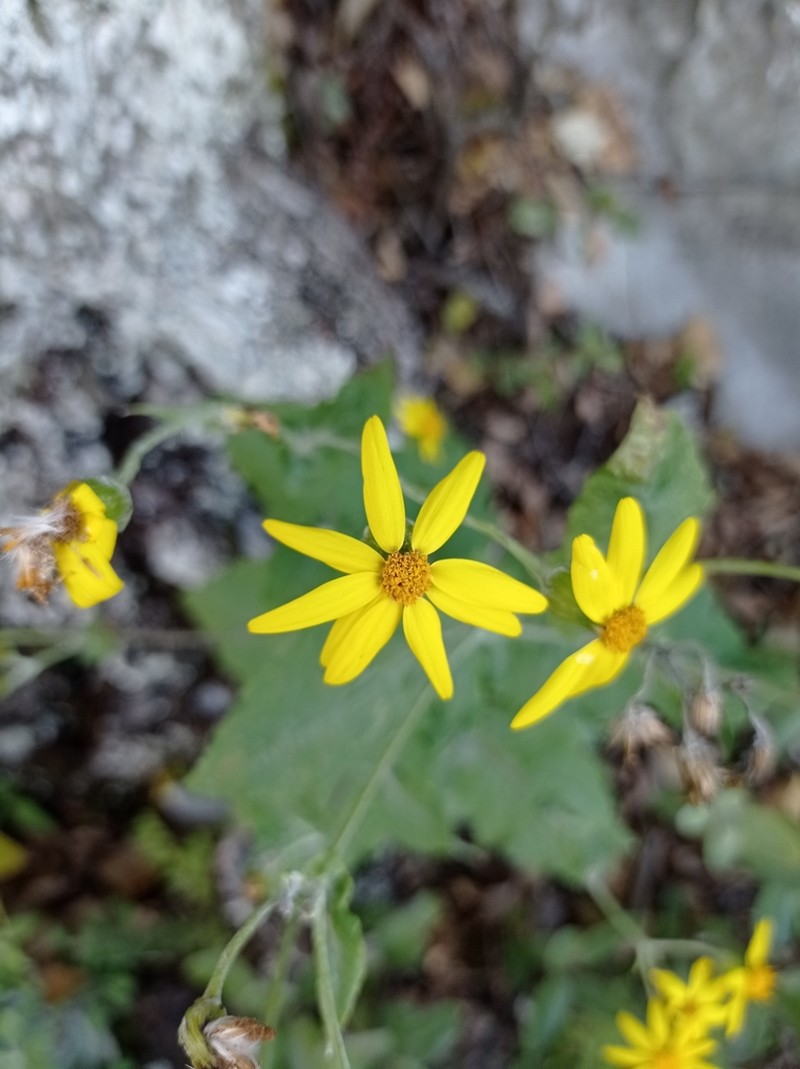 Senecio platypus photo 5