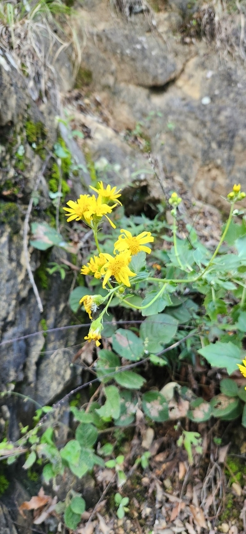 Senecio platypus photo 6