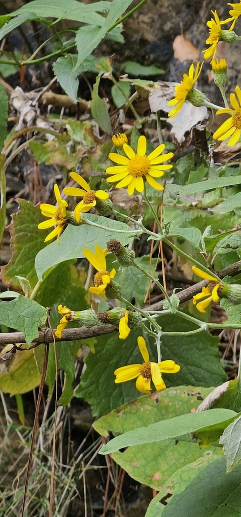 Senecio platypus photo 7