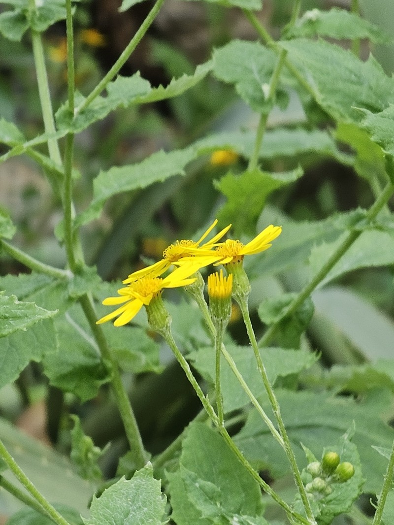Senecio platypus photo 8