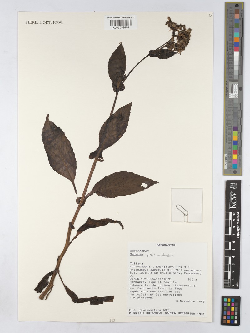 Senecio pleistophyllus