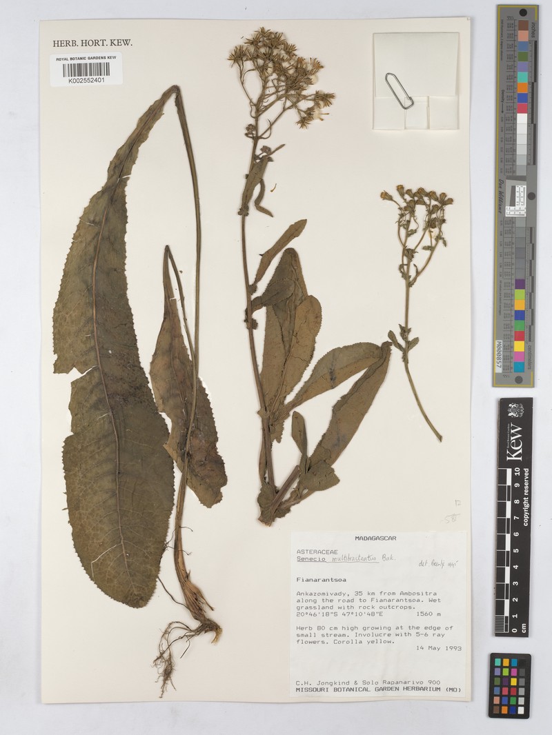 Senecio pleistophyllus photo 3