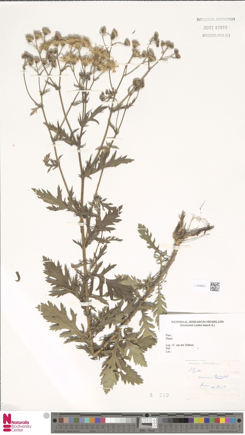 Senecio poggeanus