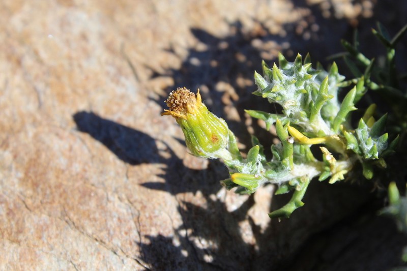 Senecio pogonias