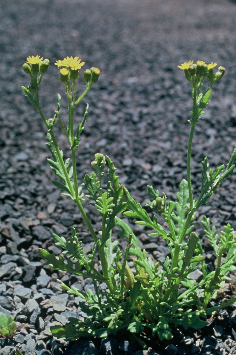Senecio pokohinuensis