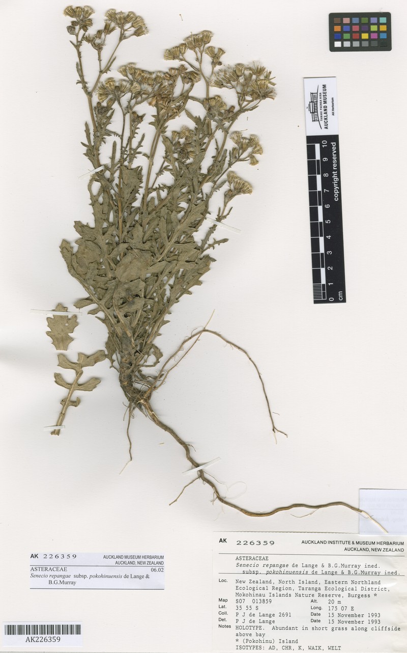 Senecio pokohinuensis photo 2