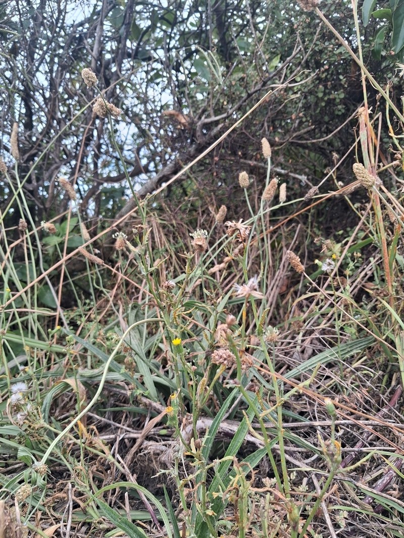 Senecio pokohinuensis photo 4