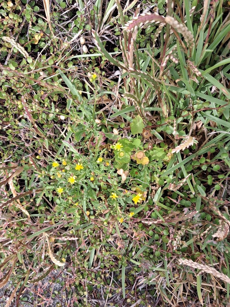 Senecio pokohinuensis photo 5