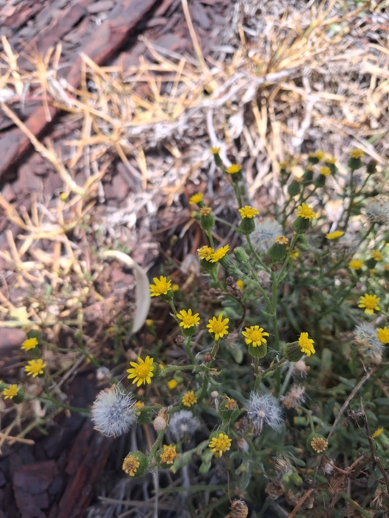 Senecio pokohinuensis photo 6