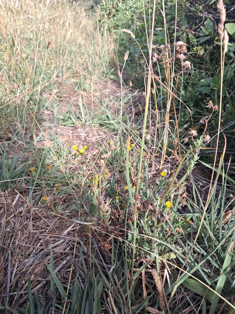 Senecio pokohinuensis photo 7