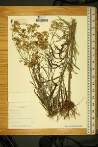 Senecio polyadenus