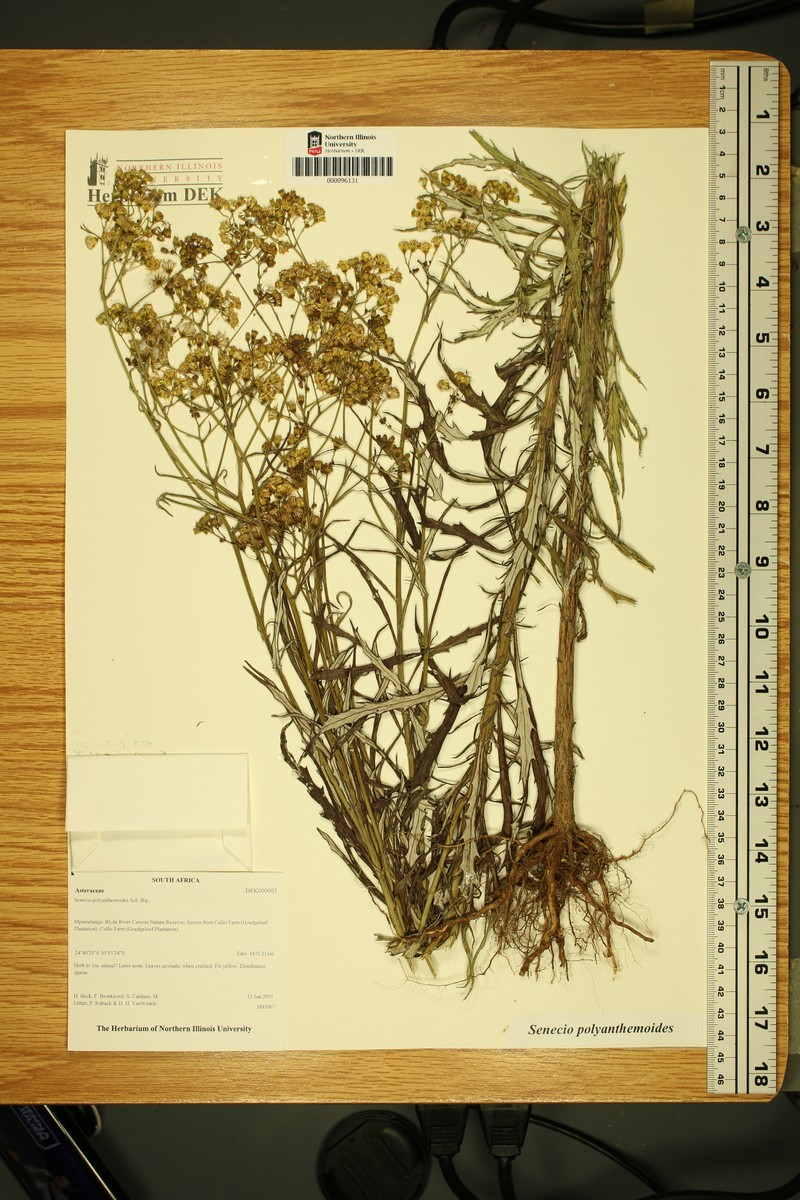 Senecio polyadenus