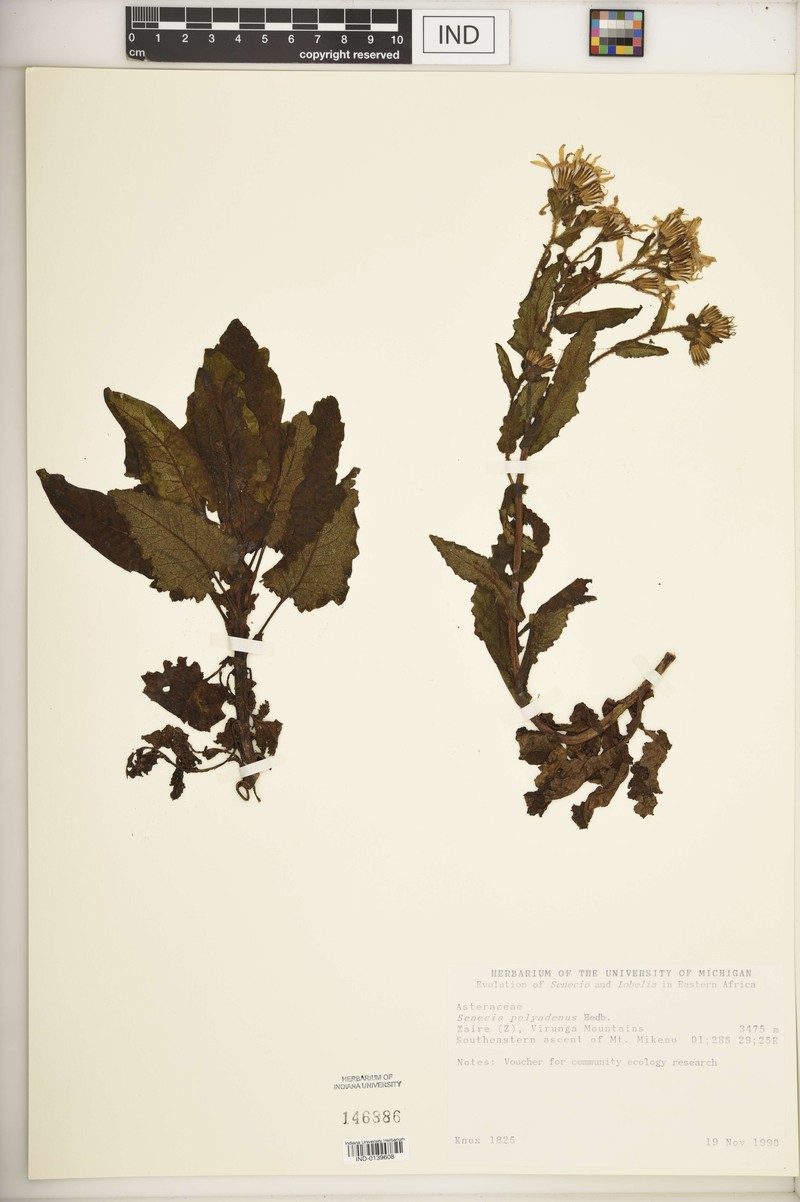Senecio polyadenus photo 2