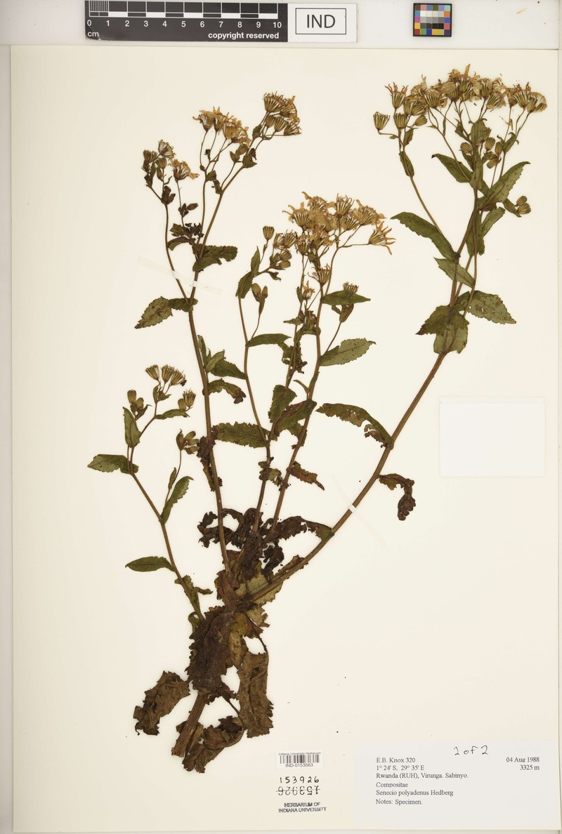 Senecio polyadenus photo 3