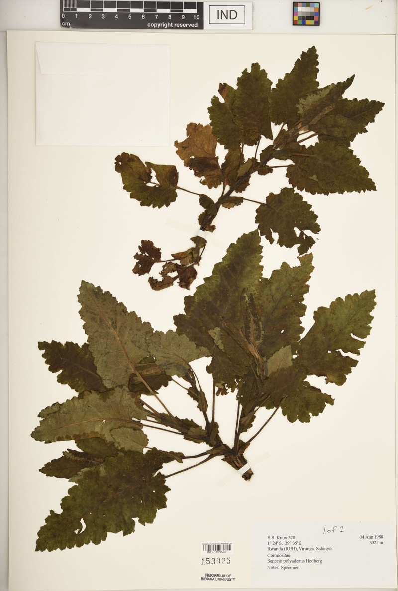 Senecio polyadenus photo 4