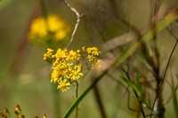 Senecio polyanthemoides