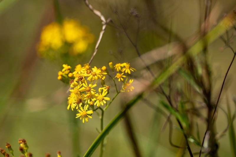 Senecio polyanthemoides