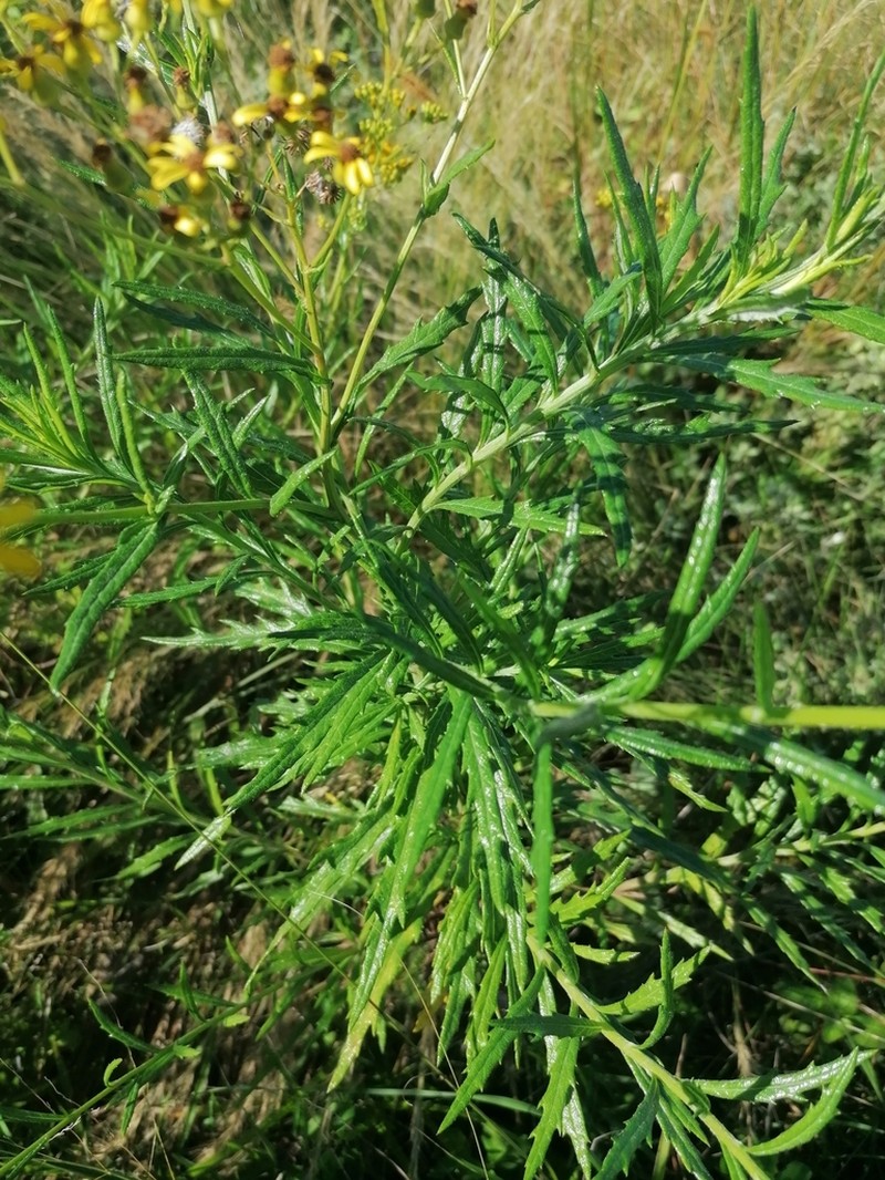 Senecio polyanthemoides photo 2