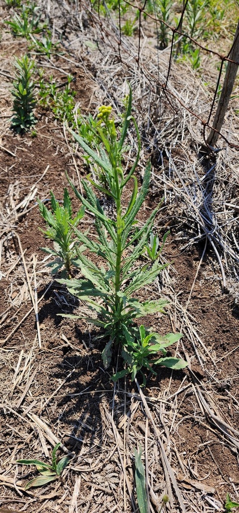 Senecio polyanthemoides photo 3