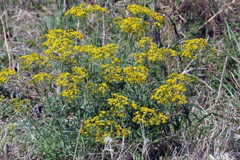Senecio polyanthemoides photo 4