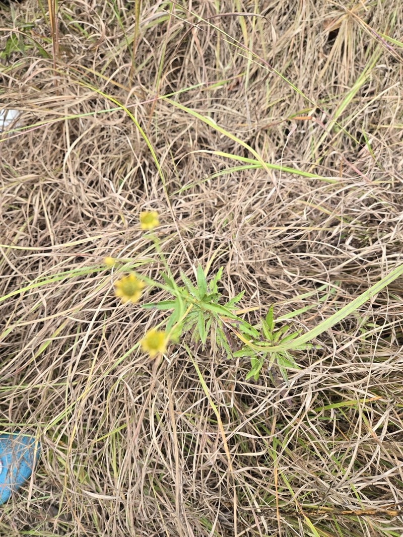 Senecio polyanthemoides photo 6