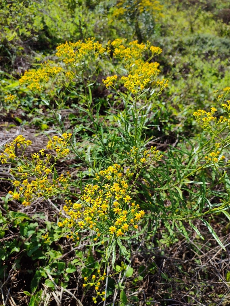 Senecio polyanthemoides photo 7