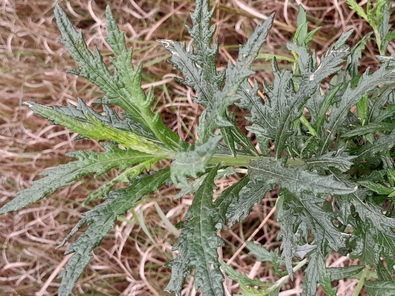 Senecio polyanthemoides photo 8