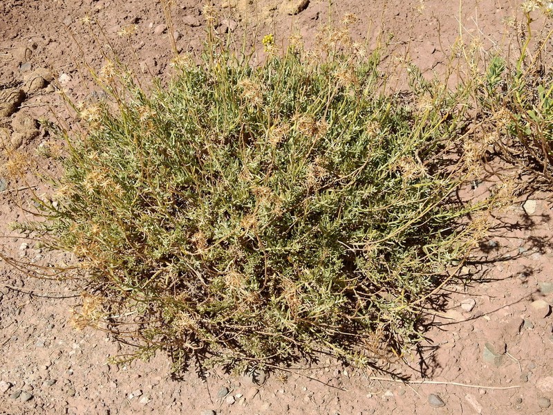 Senecio polygaloides