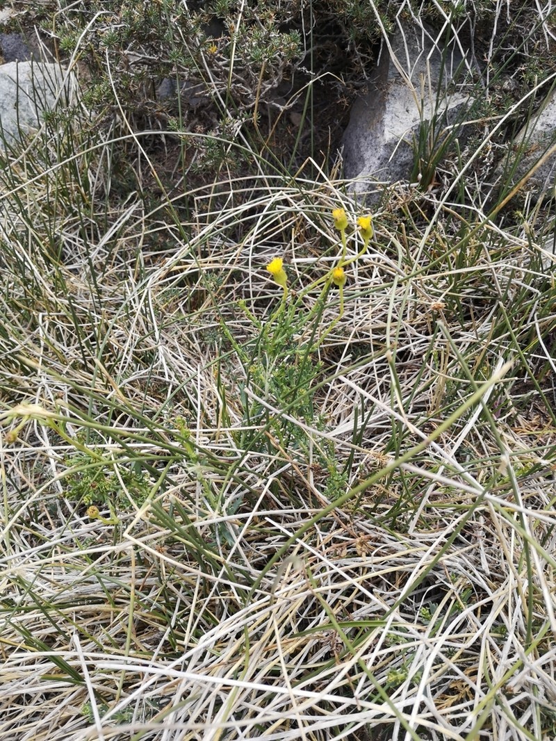 Senecio polygaloides photo 2