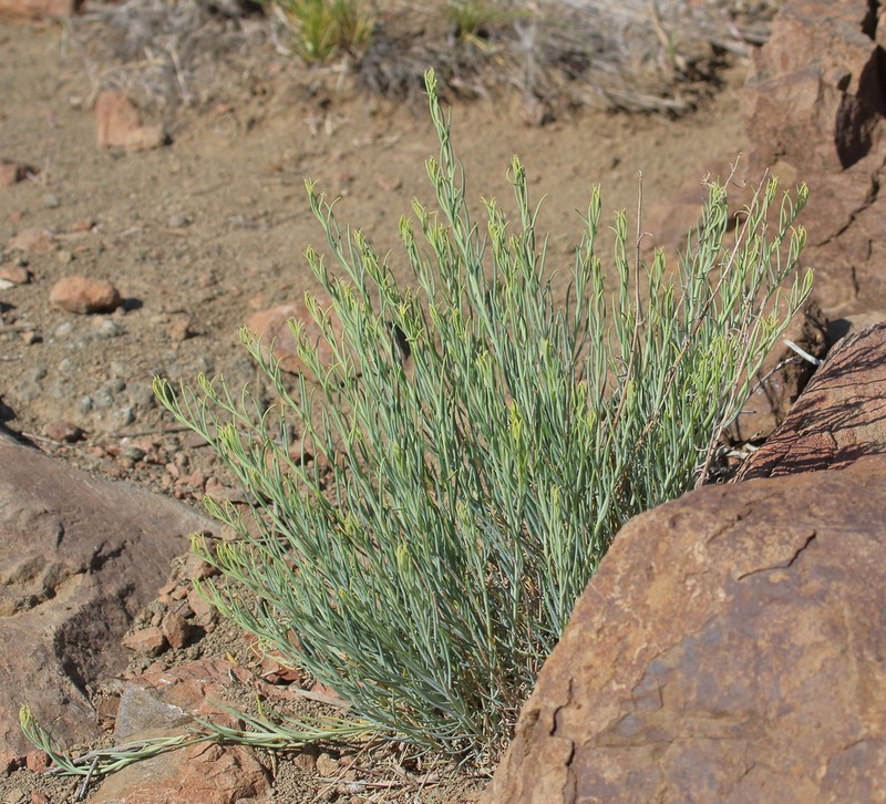 Senecio polygaloides photo 3