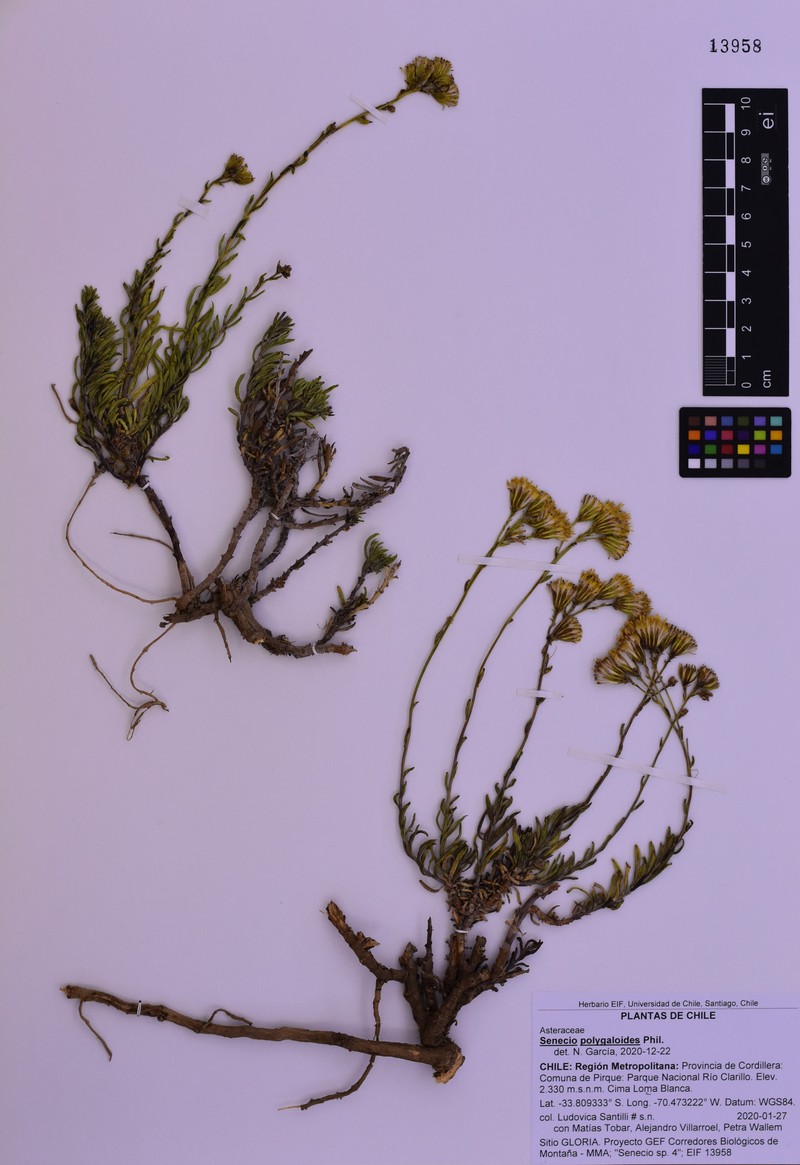 Senecio polygaloides photo 4