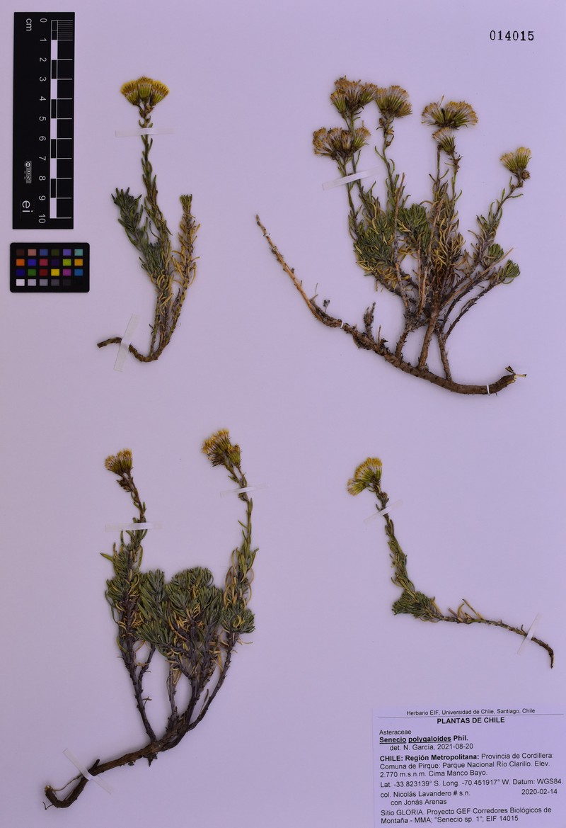 Senecio polygaloides photo 5