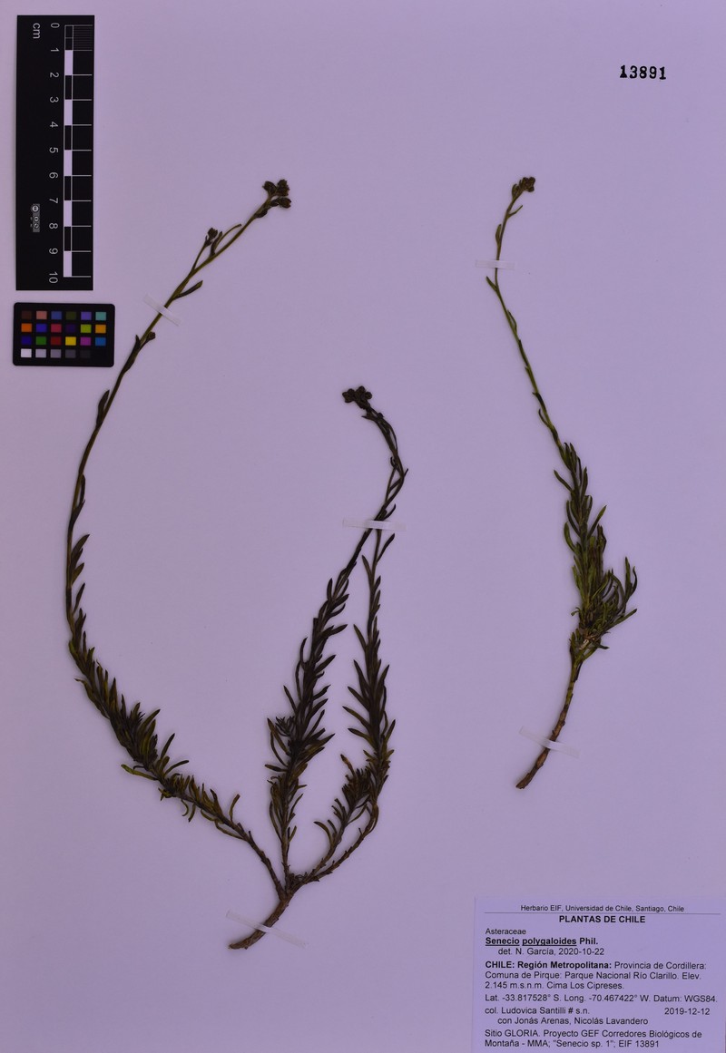 Senecio polygaloides photo 6