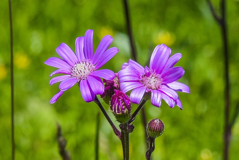 Senecio polyodon