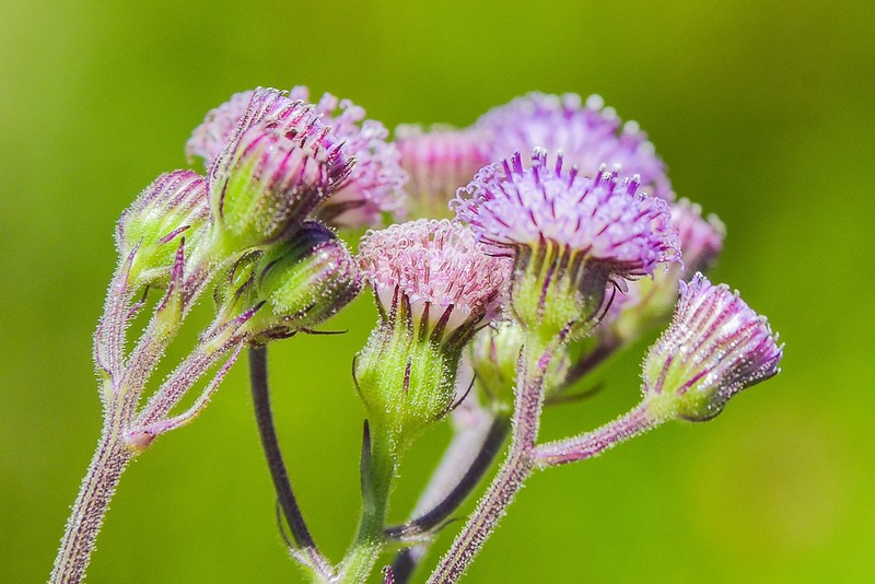 Senecio polyodon photo 2