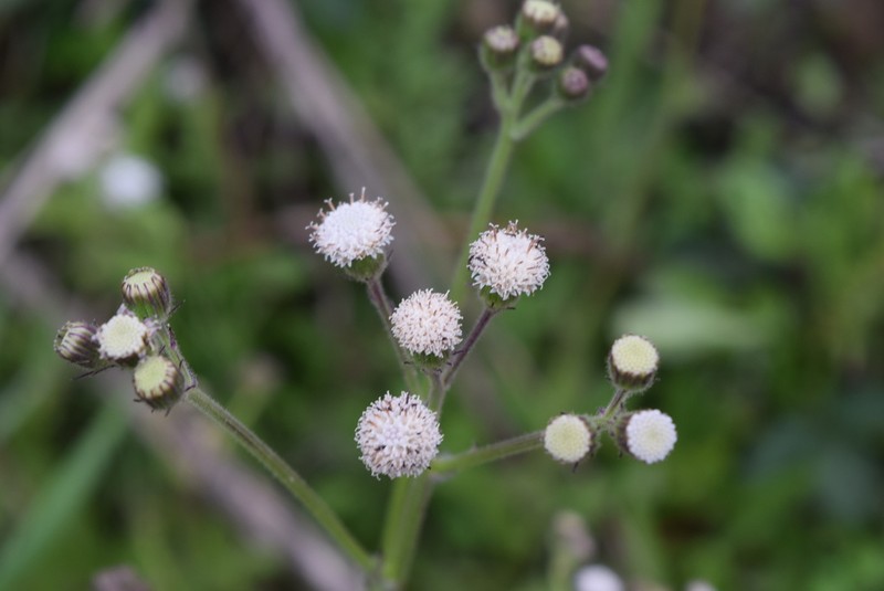 Senecio polyodon photo 3