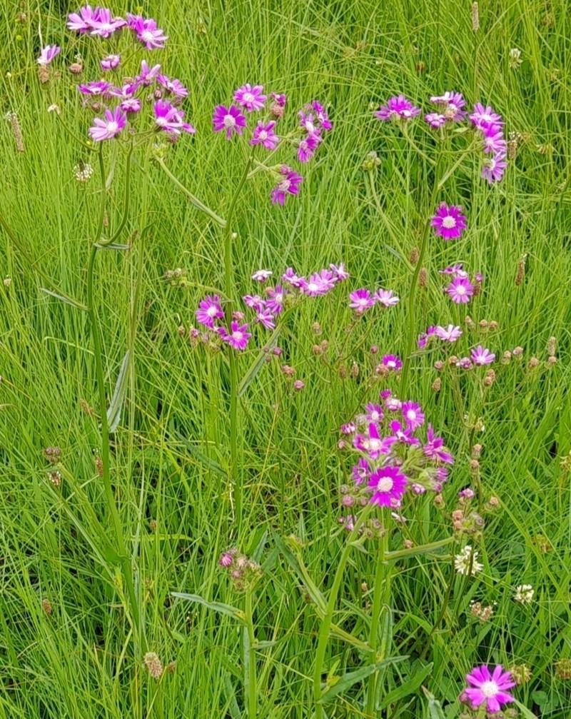 Senecio polyodon photo 4
