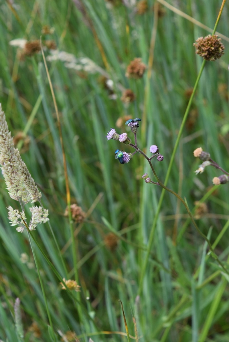 Senecio polyodon photo 5